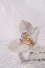 Beautiful flower on a white towels background