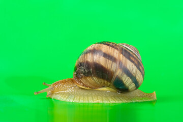 Helix pomatia snail crawls across the green screen of chroma key, a place for text.