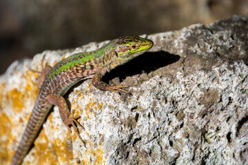 Naklejka na ściany i meble Italian wall lizard on a sunny summer day