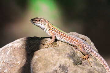 Italian wall lizard on a sunny summer day