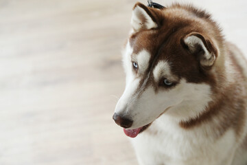 Beautiful Siberian Husky dog with blue eyes looking down