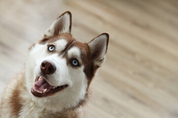 Beautiful Siberian Husky dog with blue eyes looking up