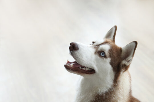Portrait of beautiful Siberian Husky dog with blue eyes 