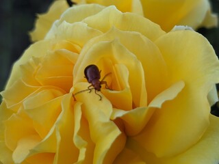 bee on flower