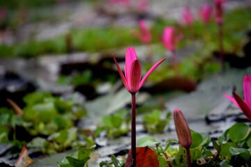 Water Pink Lily in a  quite pond water