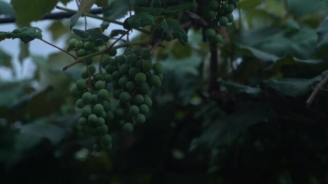 Bunches of unripe green grapes hang in the vineyard in the evening and sway in the wind