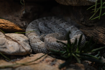 Gray Snake