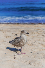 Female herring gull