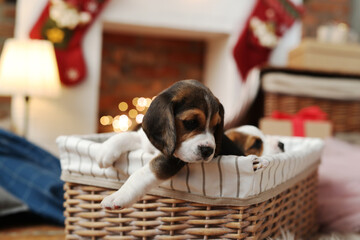 Portrait of a small dog beagle puppy on a Christmas background in a wicker basket 