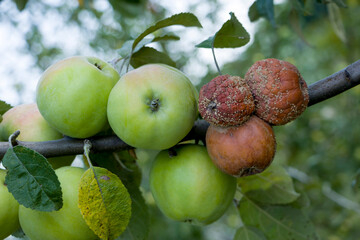 Apple moniliasis. The apples rot on the tree. Fruit rot of the apple tree. Diseases of fruit trees.