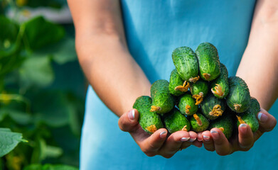 Freshly picked cucumbers in the hands of a farmer.