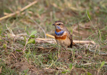 Male bluethroat bird standing on the ground.