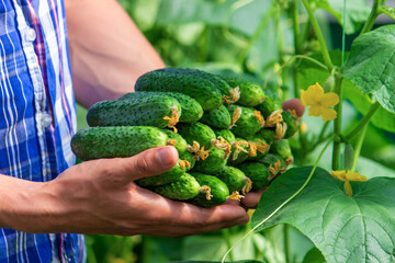 Freshly picked cucumbers in the hands of a farmer.