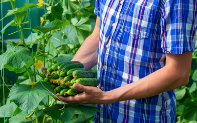 Freshly picked cucumbers in the hands of a farmer.