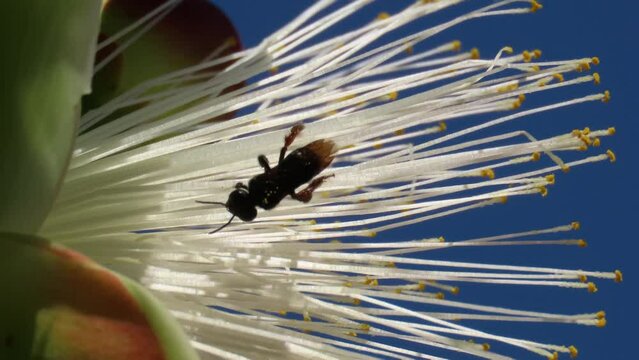 A bee on flower of Caryocar brasiliense, known as pequi in portuguese, edible fruit popular in Center Western Brazil. Souari nut.