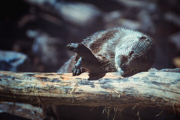 sleepy otter taking a nap