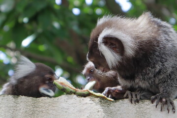 Little monkey native to areas of Atlantic Forest seen over a wall near Maceio, Alagoas, Brazil. Also known as Mico Estrela.