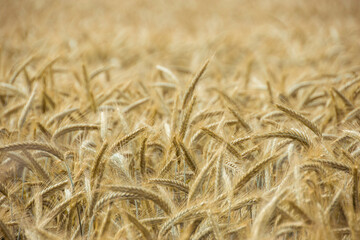 Ein goldgelbes Roggenfeld