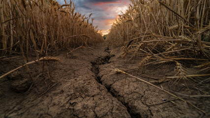 broken soil in the field of wheat / pęknięta spieczona ziemia w polu pszenicy - obrazy, fototapety, plakaty