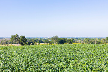 Fototapeta na wymiar A soybean field on a hill with a blue sky and farmland in the distance.