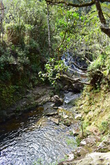 river in the forest