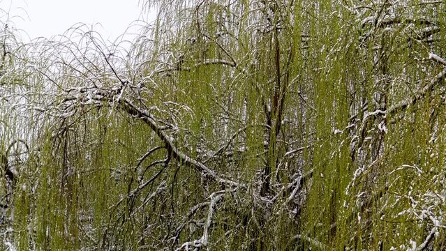 Willow tree during cold snowy day.