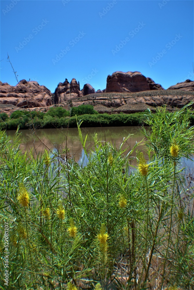 Poster Vertical shot of Stanleya pinnata flowers with a pond in the background in a desert in Utah