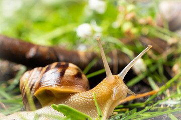 Helix pomatia large grape snail leisurely crawls on the grass among the white flowers