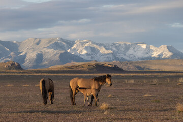 Wild Horses in Springtime in the Utah Desert