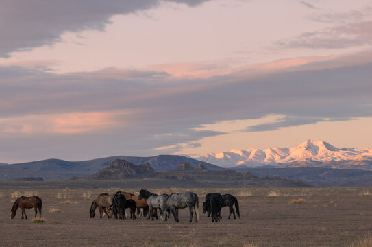 Wild Horses in Springtime in the Utah Desert