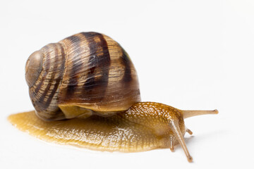 A big garden grape snail Helix pomatia on a white background.