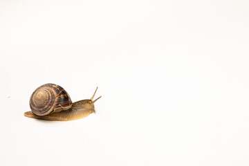 A big garden grape snail Helix pomatia on a white background.