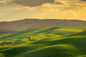 Amazing landscape of the green hills in the Tuscany countryside at sunset,  Italy