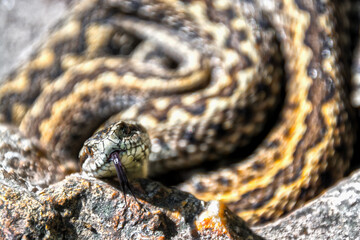 Hungarian meadow viper on the ground on a sunny day