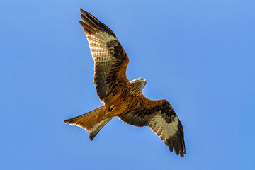 A red kite looking for his prey from the sky, Pyrénées, France.