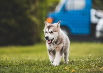 Fototapete bei efototapeten.de bestellen   