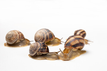 Five large garden snails Helix pomatia crawl on a white background.