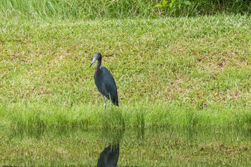 Little Blue Heron