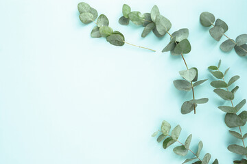 Close up photo of fresh eucalyptus leaves against a neutral blue background.