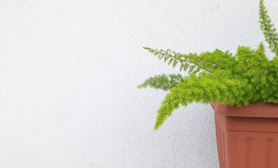 A photo of a half pot of green plants with copy space in a white wall 