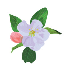 Vector illustration of apple flower with leaves and bud. Realistic illustration for packaging, prints, postcard, greetings