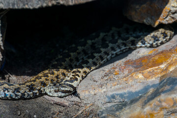 Hungarian meadow viper on the ground on a sunny day