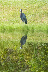 Little Blue Heron