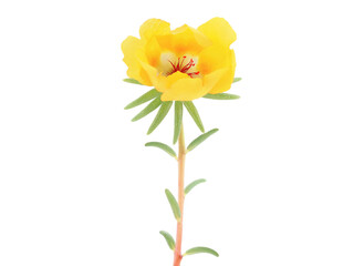 Yellow flower of moss rose isolated on white