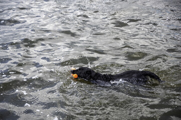 Dog swimming in an open lake with a chew toy. 