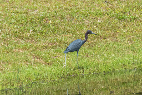 Little Blue Heron