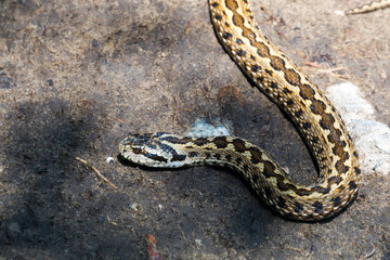 Hungarian meadow viper on the ground on a sunny day