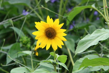 A sunflower ripens on a collective farm field in Israel.