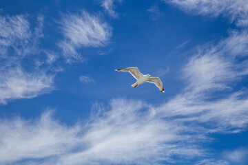 Weisse Möwe im Flug gegen blauem Himmel und weissen Wolken
