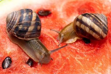 Two large snails sit on a watermelon and eat it. Feeding snails.
